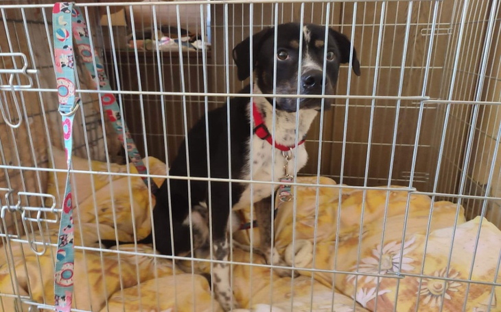 Zbiórka Ratujemy Czopera - zdjęcie główne