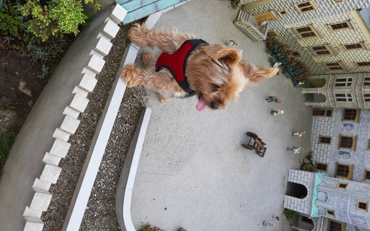 Zbiórka Na leki dla pieska - zdjęcie główne