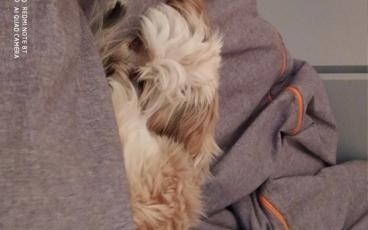 Zbiórka Rehabilitacja i lekarstwa dla ps - zdjęcie główne