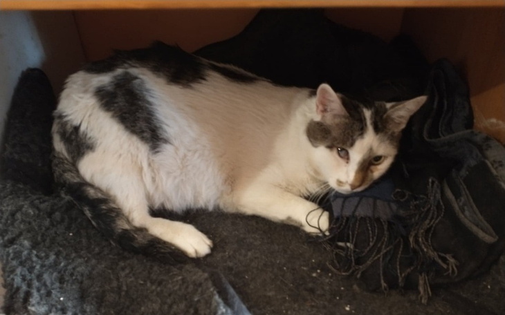 Zbiórka Leczenie Barusia - zdjęcie główne