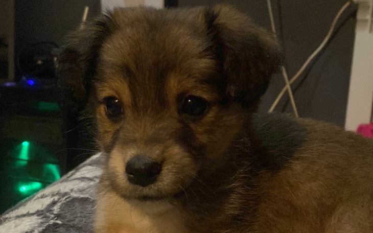 Zbiórka Leczenie Lily - zdjęcie główne