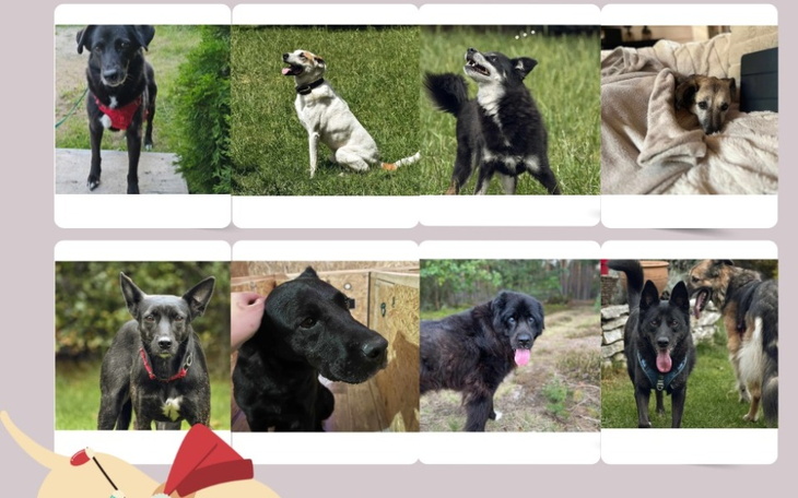 Kolaż zdjęć różnych psów, prezentujących ich różnorodność.
