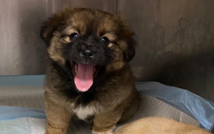 Zbiórka Maluchy zbierają na hotelik. - zdjęcie główne