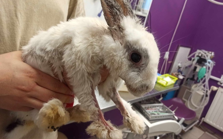 Zbiórka Walka Flavii - zdjęcie główne