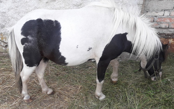 Zbiórka Nadzieja umiera ostatnia .... - zdjęcie główne