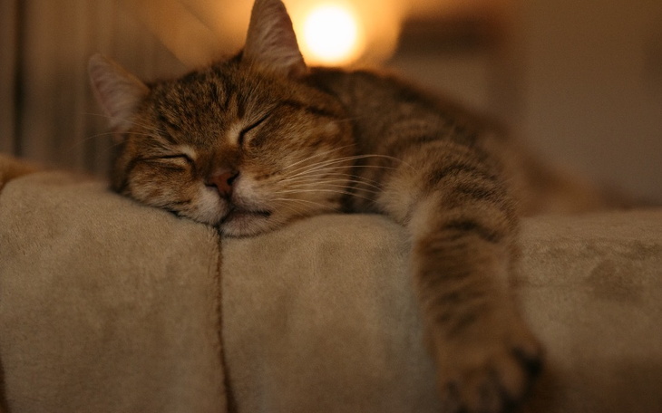 Śpiący kot na miękkim kocu, z wyciągniętą łapą.