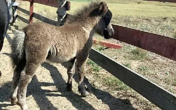 Zbiórka pomoc dla Eli Kor - zdjęcie główne