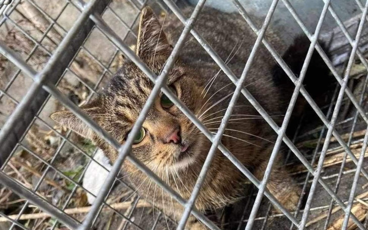 Zbiórka Transport dla bezdomnych kotków - zdjęcie główne