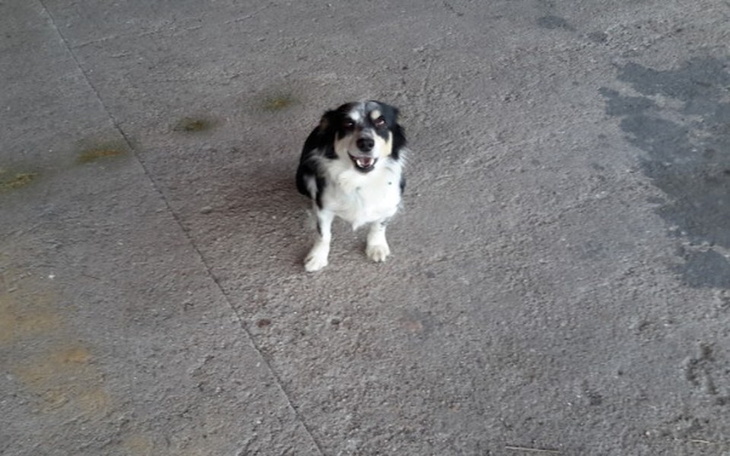 Zbiórka Leczenie psa z skręconym biodrem - zdjęcie główne