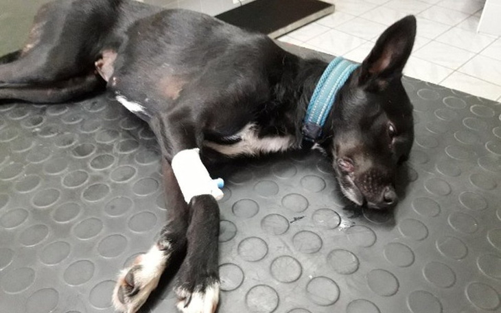 Zbiórka Sterylizacja dla bezdomnej Abi🙏 - zdjęcie główne