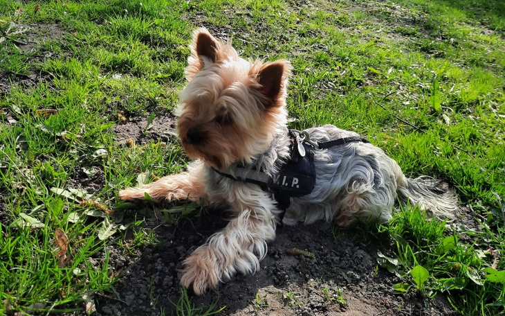 Zbiórka Operacja rzepki dla yorka - zdjęcie główne