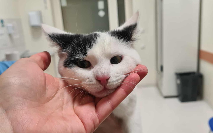 Kot trzymany na rękach, z wyrazem twarzy pełnym ciekawości.