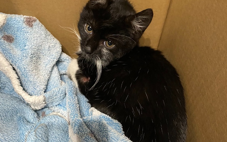 Zbiórka Na operację łapki kotka - zdjęcie główne