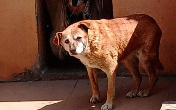 Zbiórka Bianka-leczenie 14letniej suni - zdjęcie główne