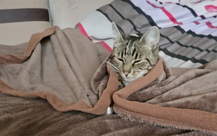 Zbiórka Zapalenie otrzewnej Panterki - zdjęcie główne