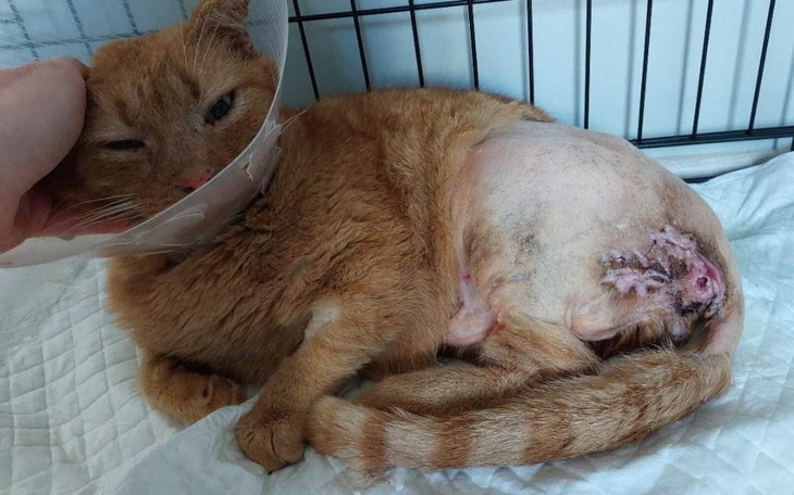 Zbiórka Otwarte rany, kości na wierzchu - zdjęcie główne