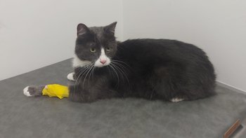 Zbiórka Wraca z adopcji-walczy o zdrowie - miniaturka zdjęcia