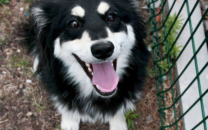 Zbiórka SchroniskoDlaZwierząt w Puławach - zdjęcie główne