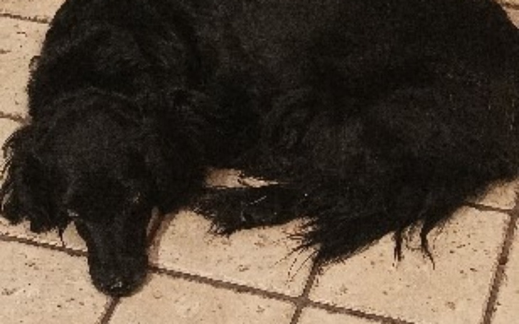 Czarny pies leżący na podłodze, spokojnie śpi.