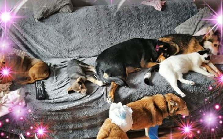 Zbiórka Pomoc dla Zwierząt ratowanych - zdjęcie główne