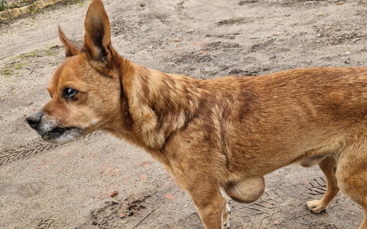 Zbiórka Na leczenie Urwisa - zdjęcie główne
