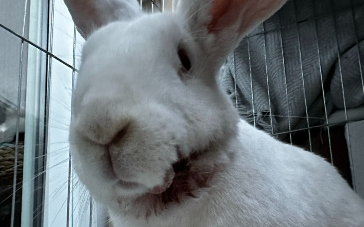 Zbiórka LOUIS, królik, co stracił zęby - zdjęcie główne