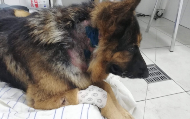 Zbiórka Ratujmy Reksia - zdjęcie główne