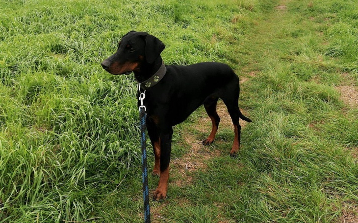 Zbiórka Operacja wycięcia płata płuca - zdjęcie główne