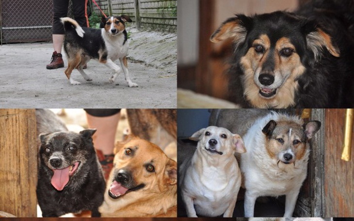 Zbiórka Prąd dla harbutowickich psów ! - zdjęcie główne