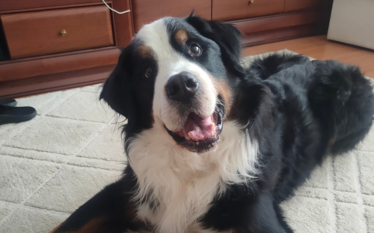 Zbiórka Leczenie onkologiczne Bruna - zdjęcie główne