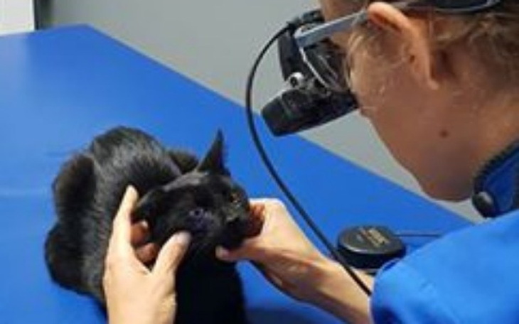 Zbiórka Kociaki potrzebują operacji oczu - zdjęcie główne