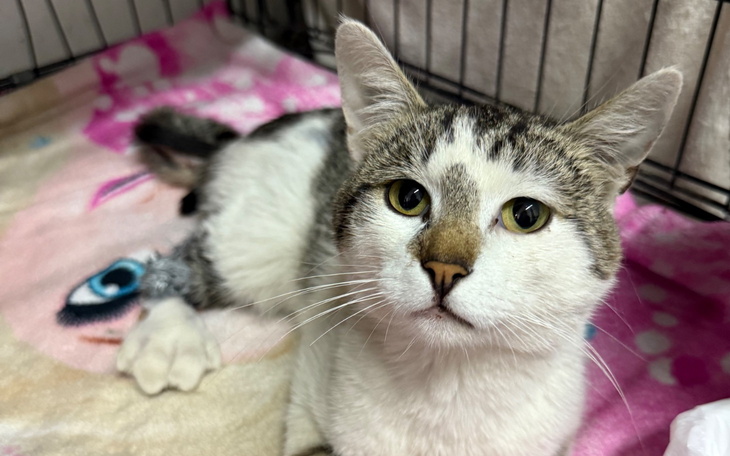 Kot leżący na różowym kocu w klatce.