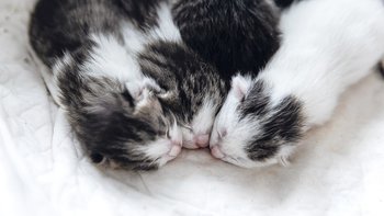 Zbiórka Utrzymanie bezdomniaczków-lipiec - miniaturka zdjęcia