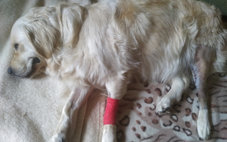 Zbiórka Operacja Lali - zdjęcie główne