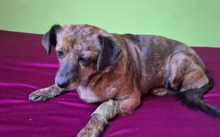 Pies siedzący na łóżku, z opatrunkiem na łapie.