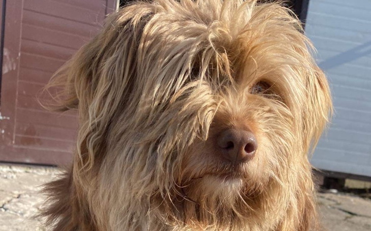 Zbiórka Z ulicy na pokoje- 2,5 kg kłaków - zdjęcie główne