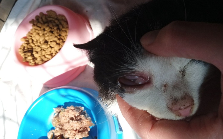 Zbiórka Koty z działek- na kastrację - zdjęcie główne