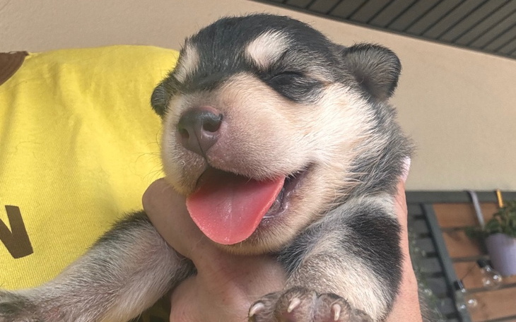 Zbiórka Ratujemy pieski - wrzesień - zdjęcie główne