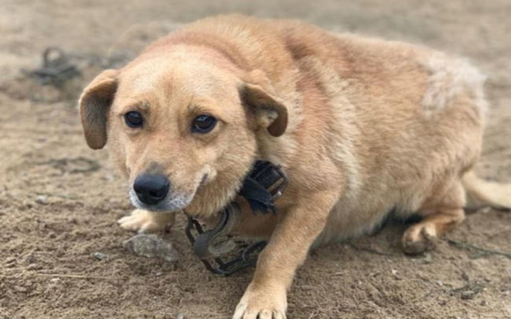 Zbiórka Karma i mieszkanie dla zwierząt - zdjęcie główne