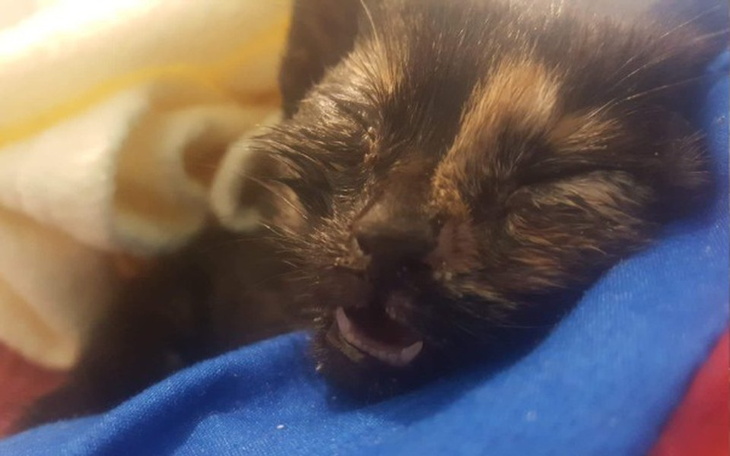 Zbiórka Pomóż małej Malince - zdjęcie główne