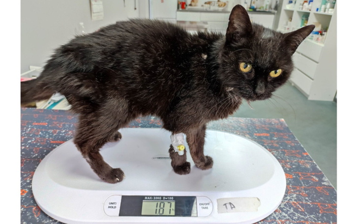 Zbiórka 1,9 kg cierpienia - zdjęcie główne