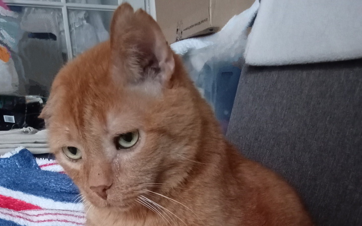 Portret pomarańczowego kota z wyrazem smutku.