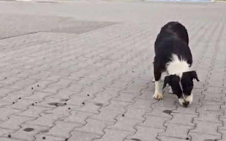 Pies wędrujący po chodniku, szukający czegoś na ziemi.