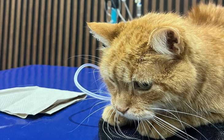 Zbiórka Leczenie Grubcia - zdjęcie główne