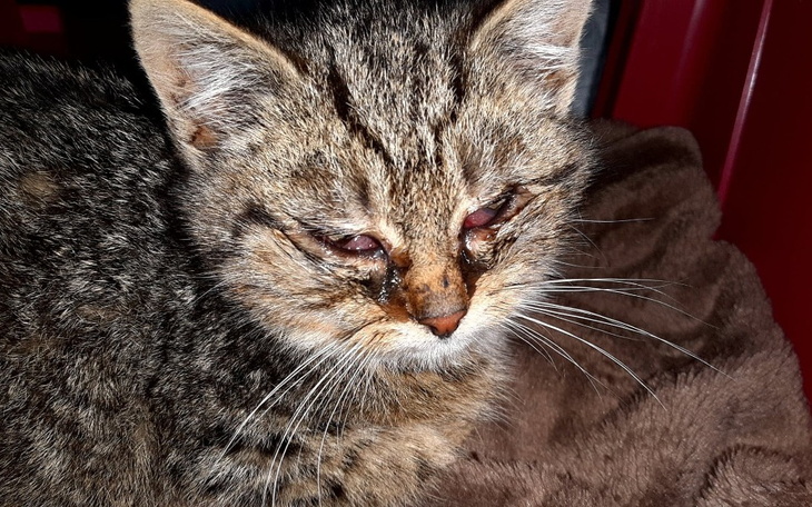 Zbiórka Ratujemy działkowe maluszki - zdjęcie główne