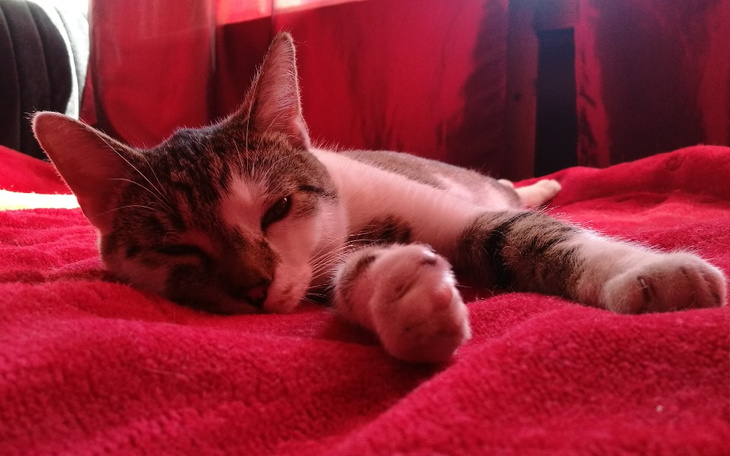 Zbiórka Karol Leon z FIP walczy o życie - zdjęcie główne