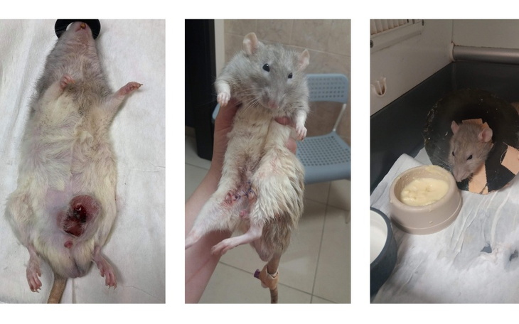 Zbiórka Bakuś, Stefan i Robercik - zdjęcie główne