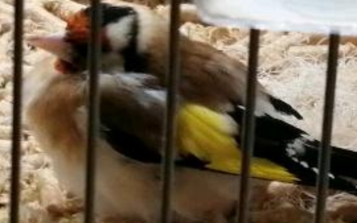 Zbiórka Na leczenie Azorka - zdjęcie główne