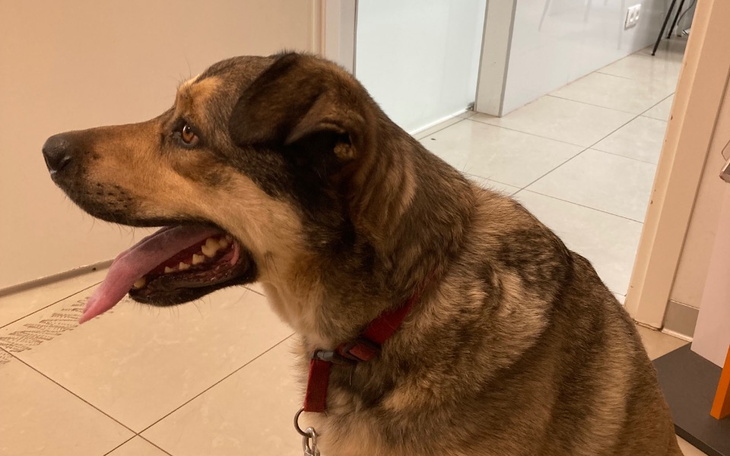 Zbiórka Pies Axel, walczy z mastocytomą - zdjęcie główne