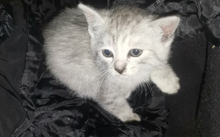 Zbiórka Na puszke dla najmnjejszych - zdjęcie główne